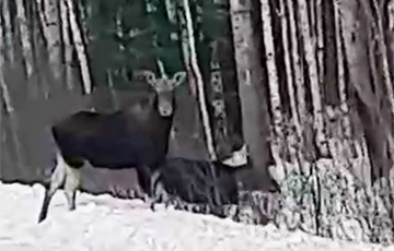 Лосиха и лосенок гуляли по трассе в Хойникском районе