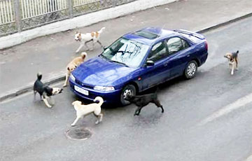 Стая собак «завела» автомобиль в Борисове