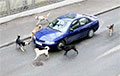 Стая собак «завела» автомобиль в Борисове
