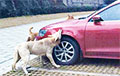 Действительно ли собаки «завели» авто в Борисове?