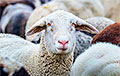 У фермера из-под Жлобина арестовали стадо овец