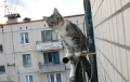 В Витебске мужчина поссорился с подругой и выбросил ее кошек с балкона
