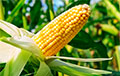 Кіраўнік сельгаспрадпрыемства ў Хоцімскім раёне даў указанне знішчыць ураджай кукурузы