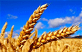 FT: ЕС в ближайшие дни введет пошлины на зерно из Беларуси