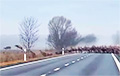 Самое большое стадо оленей в Беларуси засняли во время перехода дороги