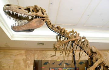 Ученые выяснили, откуда в черепах людей и динозавров взялись сквозные дыры