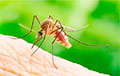 Названо лучшее домашнее средство, чтобы избавиться от комаров