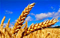 Цены на пшеницу в США резко упали