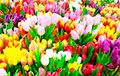 «Белорусская Голландия»: в TikTok показали поле из тюльпанов на Брестчине