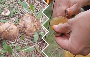 «Это рекорд!»: белорусы собирают в лесах неожиданный урожай грибов