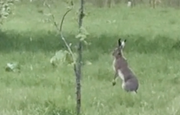 «Рэдкі від!»: У парку Магілёва знялі на відэа «беларускага кенгуру»