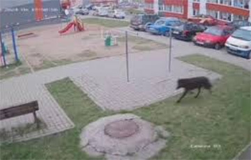 В Витебске поймали волка, который бродил по улицам