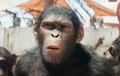 Вышел финальный трейлер фильма «Планета обезьян: Новое царство»