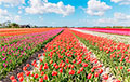 Белоруска пожаловалась на цену за фотосессию на тюльпановых полях в Брестской области