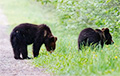 Под Лепелем заметили двух медвежат у дороги