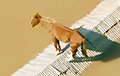 Во время наводнения в Бразилии лошадь забралась на крышу и провела там несколько дней
