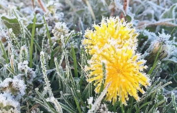 Белорусов ждут заморозки