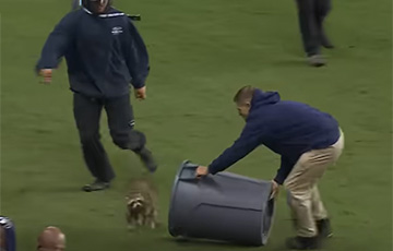 Видеохит: енот выбежал на поле во время футбольного матча в США