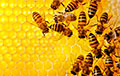 Ученые сварили пиво с помощью пчел