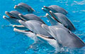 Видео из минского дельфинария собрало более 20 миллионов просмотров
