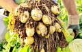 Какие условия идеально подходят для роста картофеля?