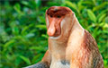 Ученые поняли, зачем обезьянам-носачам нужны их огромные носы