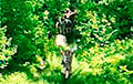 Вайскоўцы РФ з белым сцягам у руках выходзяць з лесу здаюцца ў палон на Сумскім кірунку