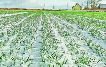 По всей России ввeдут режим ЧС из-за потери почти 20 млн тонн урожая зерна