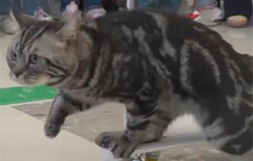 Китайский кот попал в Книгу рекордов Гинесса за 10 секунд