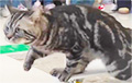 Китайский кот попал в Книгу рекордов Гинесса за 10 секунд