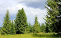 Ель в белорусских лесах может остаться только на севере страны