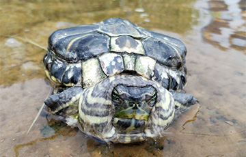 В озере в Лиде обнаружили редкую красноухую черепаху.