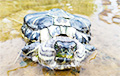 В озере в Лиде обнаружили редкую красноухую черепаху.