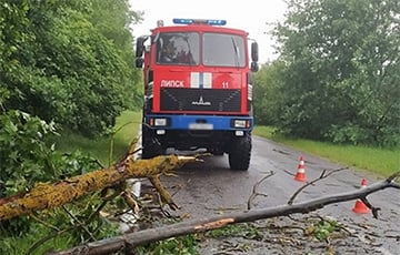 В Беларуси из-за непогоды деревья падают на железнодорожные пути и линии электроснабжения