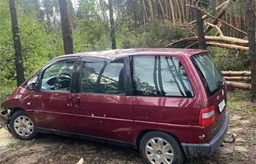 В Зельвенском районе упавшее дерево убило женщину
