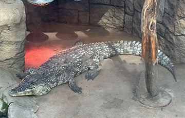 В Минске продается живой крокодил