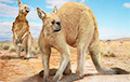 Ученые раскрыли тайну гигантских доисторических кенгуру