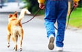 В Беларуси владельцев собак определенных пород обяжут пройти спецкурс