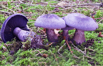 В Сети завирусилось видео с «заколдованными» фиолетовыми грибами