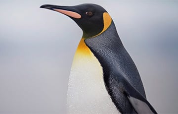 У берегов Черноморска видели пингвина