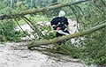 Дерево упало на 78-летнюю жительницу Бобруйска во время урагана