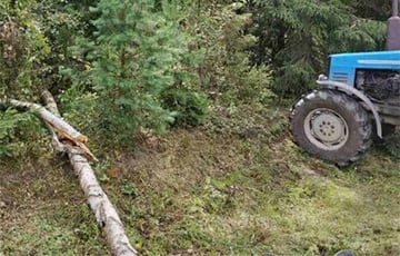 В Барановичском районе дерево упало на голову мужчины