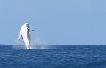 Гигантский кит выпрыгнул рядом с серфингистками на Олимпиаде