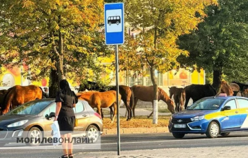 По Могилеву разгуливал табун лошадей