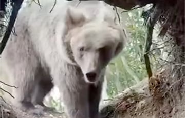 Сербскі блогер залез у бярлог мядзведзя і выжыў