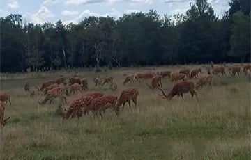 Белоруска заметила большое стадо оленей в поле в Гомельской области