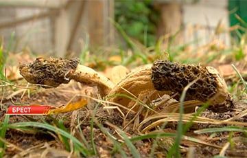 У Берасці знайшлі два вельмі рэдкія для Беларусі грыбы