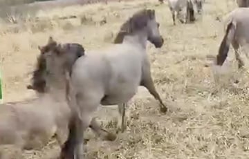 У Беларусь завезлі дзікіх коней