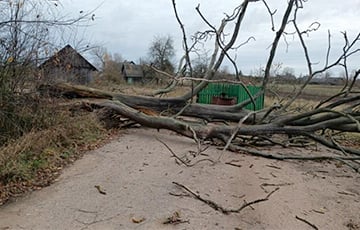 Storm Wind leaves 226 Belarusian Settlements Without Light