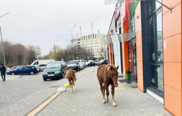 В Могилеве две лошади пришли к местной гостинице